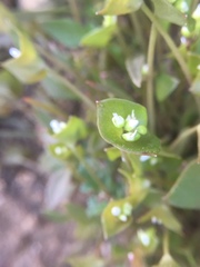 Claytonia parviflora