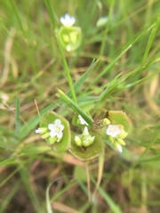 Claytonia parviflora