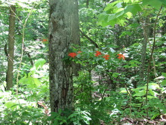 Rhododendron calendulaceum