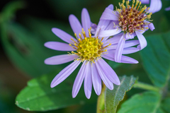 Aster microcephalus, photograph WATANABE Hitoshi 渡辺仁, CC BY, iNaturalist via GBIF