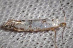 Argyresthia subreticulata