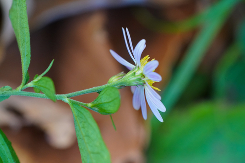 Aster microcephalus, photograph 3