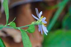 Aster microcephalus, photograph WATANABE Hitoshi 渡辺仁, CC BY, iNaturalist via GBIF