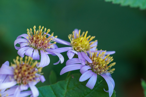 Aster microcephalus, photograph 6