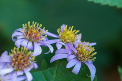 Aster microcephalus, photograph WATANABE Hitoshi 渡辺仁, CC BY, iNaturalist via GBIF