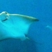 ウシバナトビエイ