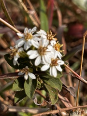 Aster baccharoides