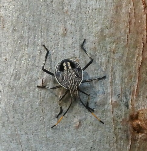 Gum Tree Shield Bug
