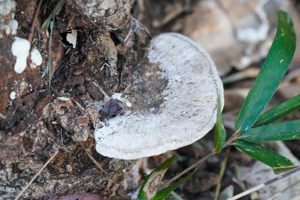 Trametes orientalis · December 2023 · photo: © tbc_watanabe (iNaturalist, cc-by)