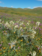 Astragalus oxyphysus
