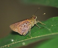 Salanoemia fuscicornis