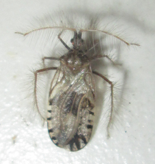 Holoptilus nebulosus