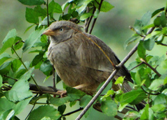 Argya affinis