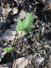 Viola palmata