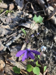Viola palmata