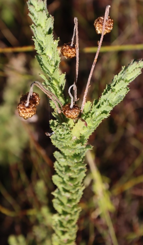 Serrate Paraseed (Ursinia serrata)