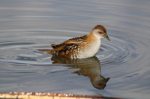 Polluela chica (Zapornia pusilla)