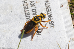 Laphria saffrana