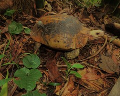 Indotestudo elongata