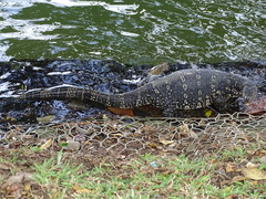 Varanus salvator salvator