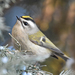 Golden-crowned Kinglet - Photo (c) Steven Mlodinow, some rights reserved (CC BY-NC)