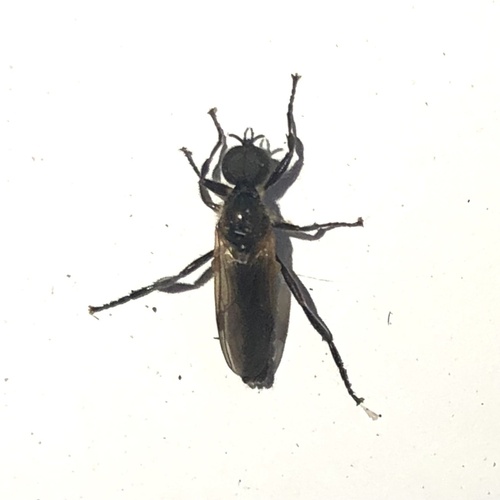 Australian garden maggot photo 5