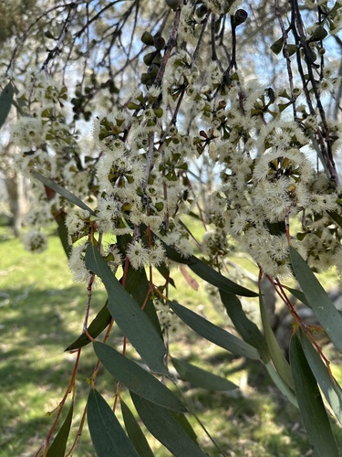 Weeping Snow Gum (Eucalyptus lacrimans)