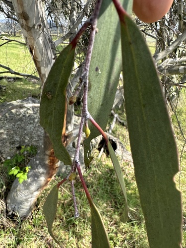Eucalyptus lacrimans, photograph 2