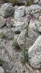 Boechera californica