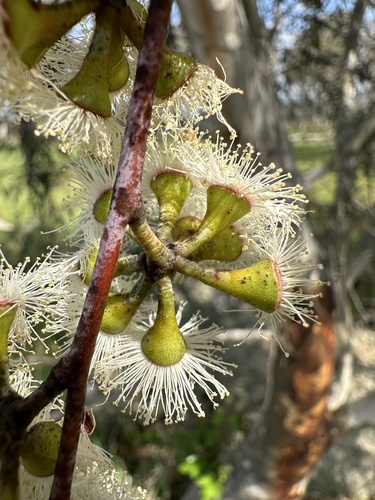 Eucalyptus lacrimans, photograph 3