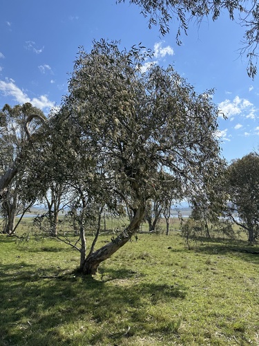 Eucalyptus lacrimans, photograph 4