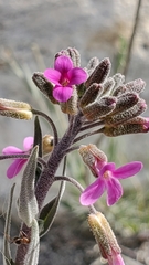 Boechera californica