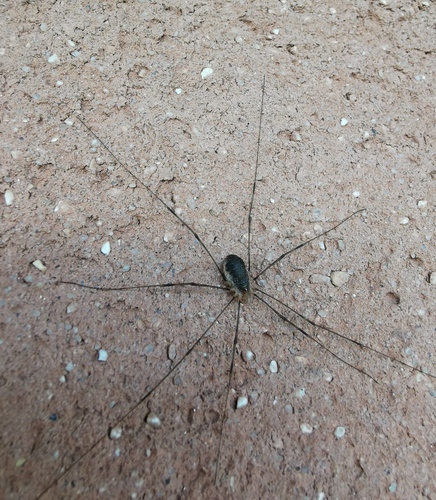 Photo of Canestrini's Harvestman (Opilio canestrinii)