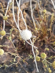 Chaenactis carphoclinia