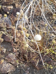 Chaenactis carphoclinia