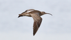 Numenius phaeopus