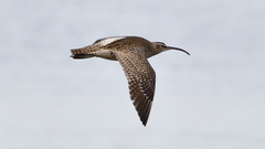 Numenius phaeopus