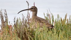 Numenius phaeopus