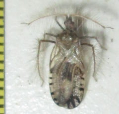 Holoptilus nebulosus