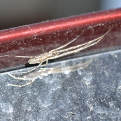 Tetragnatha elongata