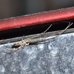 Tetragnatha elongata