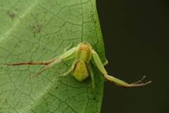 Ebrechtella pseudovatia