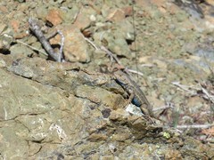 Sceloporus graciosus gracilis