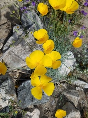 Eschscholzia papastillii
