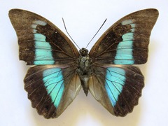 Prepona laertes octavia