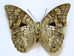 Prepona laertes octavia