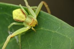 Ebrechtella pseudovatia