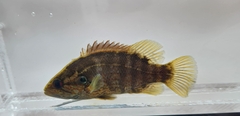 Aucha Perch photo 1