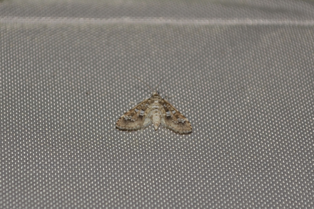 Salvinia Stem Borer Moth