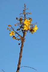 Cochlospermum